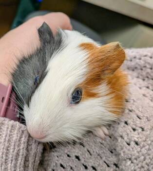 Rescue Guinea Pig Guinea Pigs for Adoption in Medfield, Massachusetts - Harriet | PetCurious